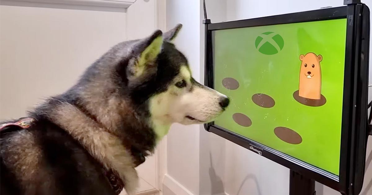 Presentan la primera consola de juegos para perros