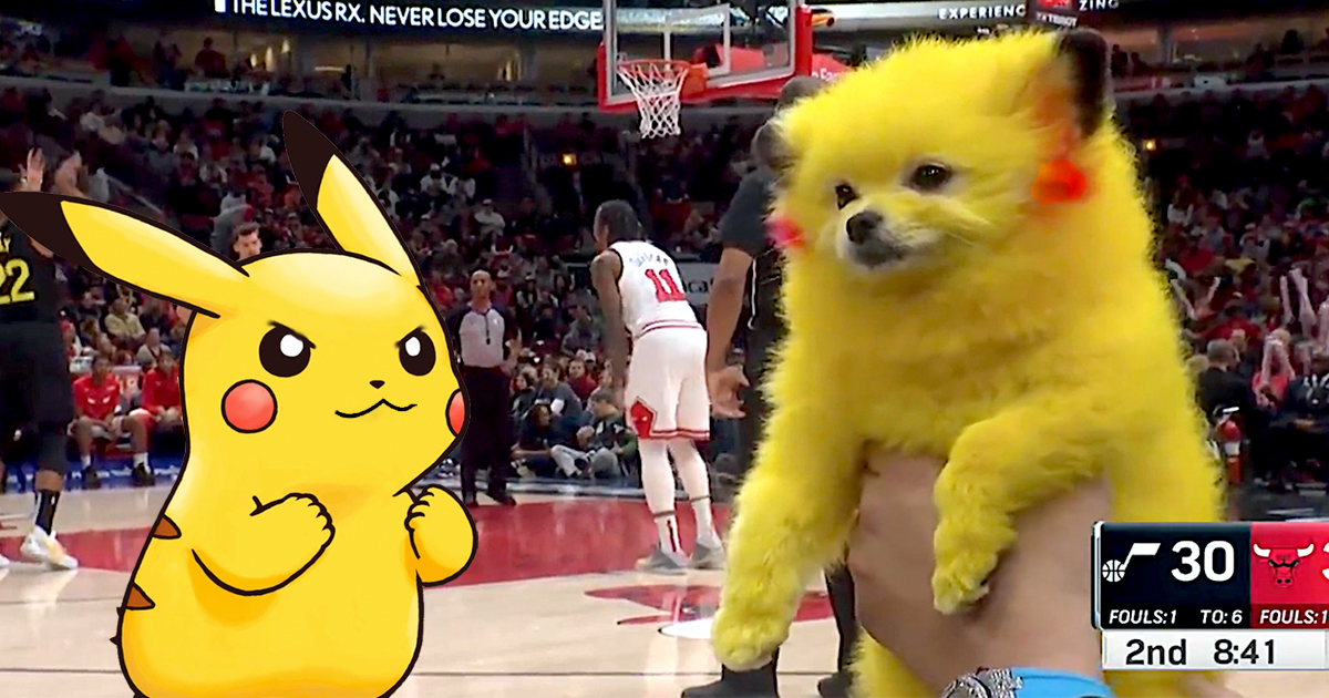 Pokémon: Lo multan por pintar a su perro como Pikachu y lo vuelve a hacer